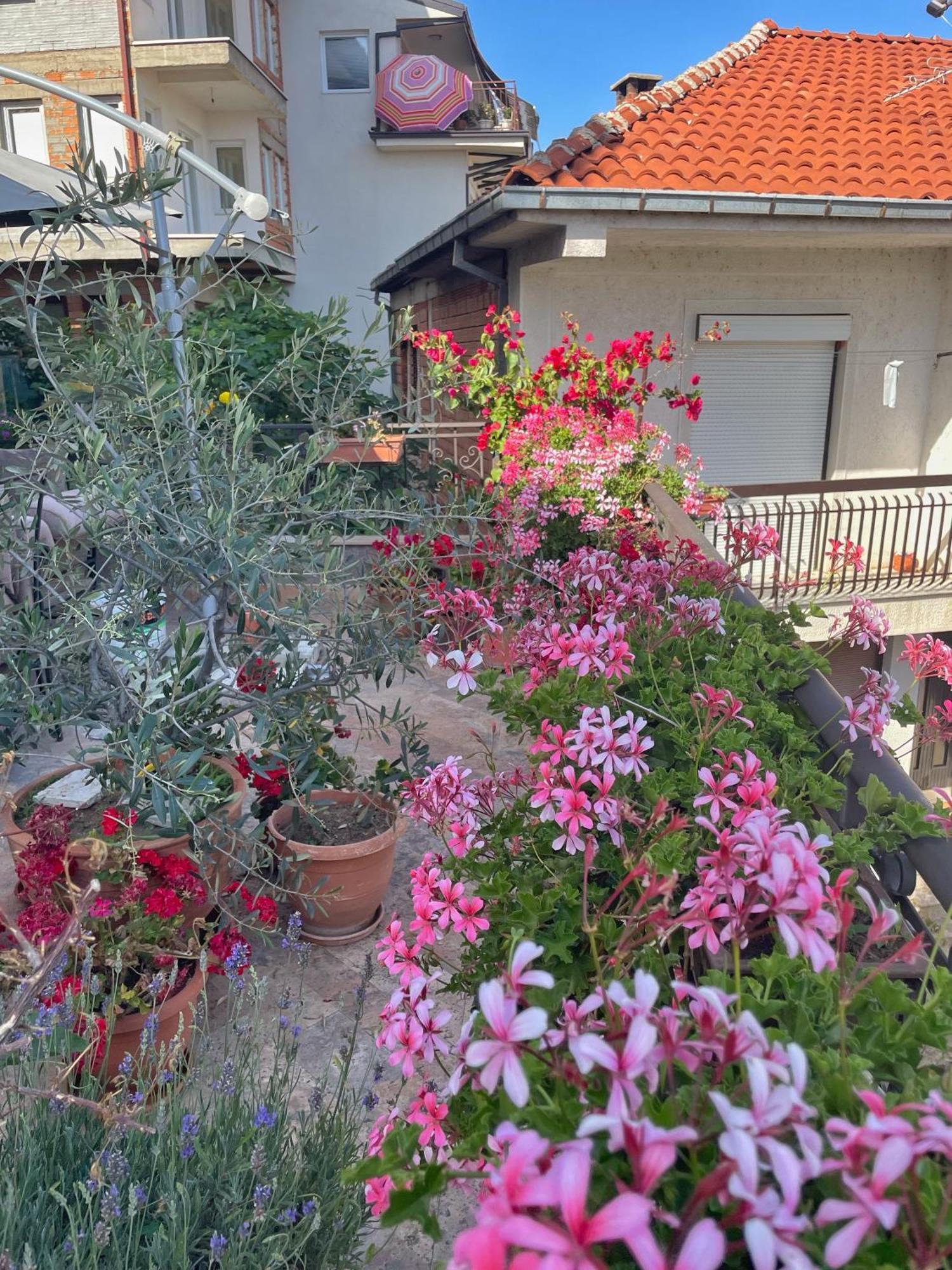 Apartments Evelyn Ohrid Exterior photo